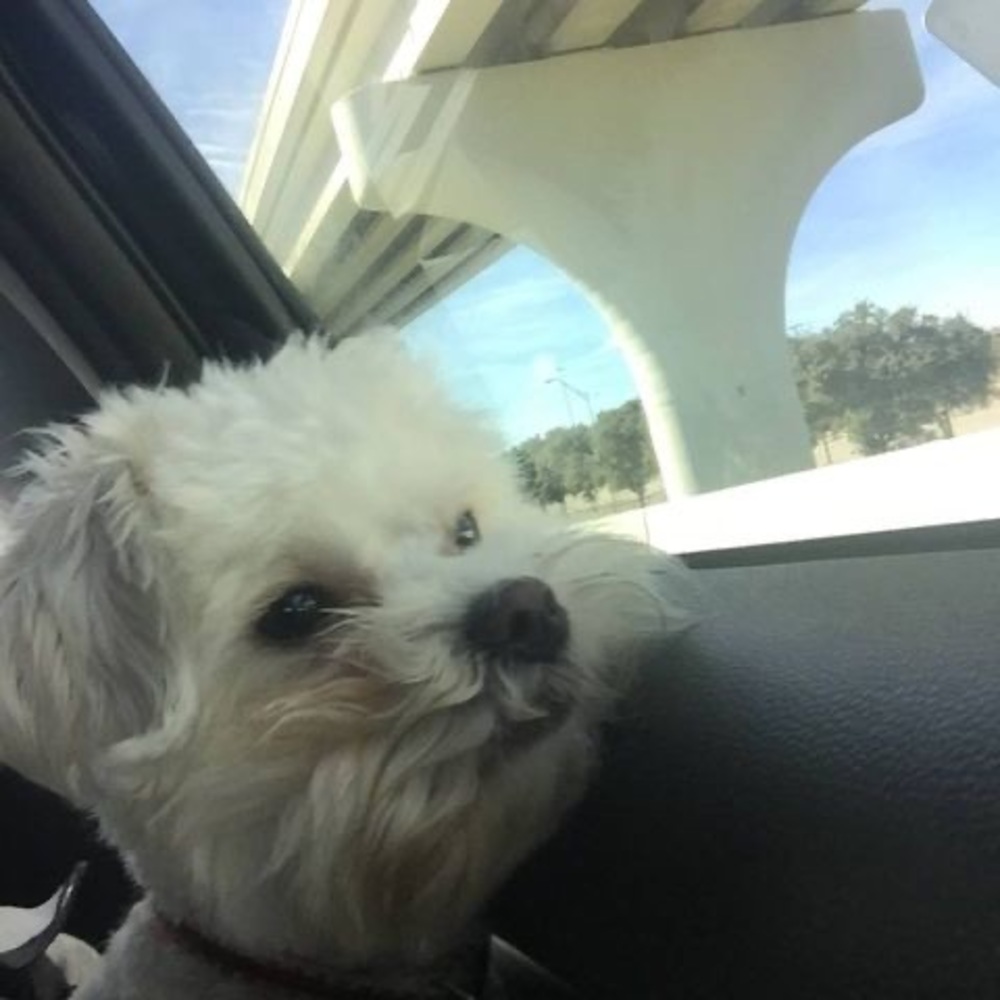 Meet your Posher, T.j.